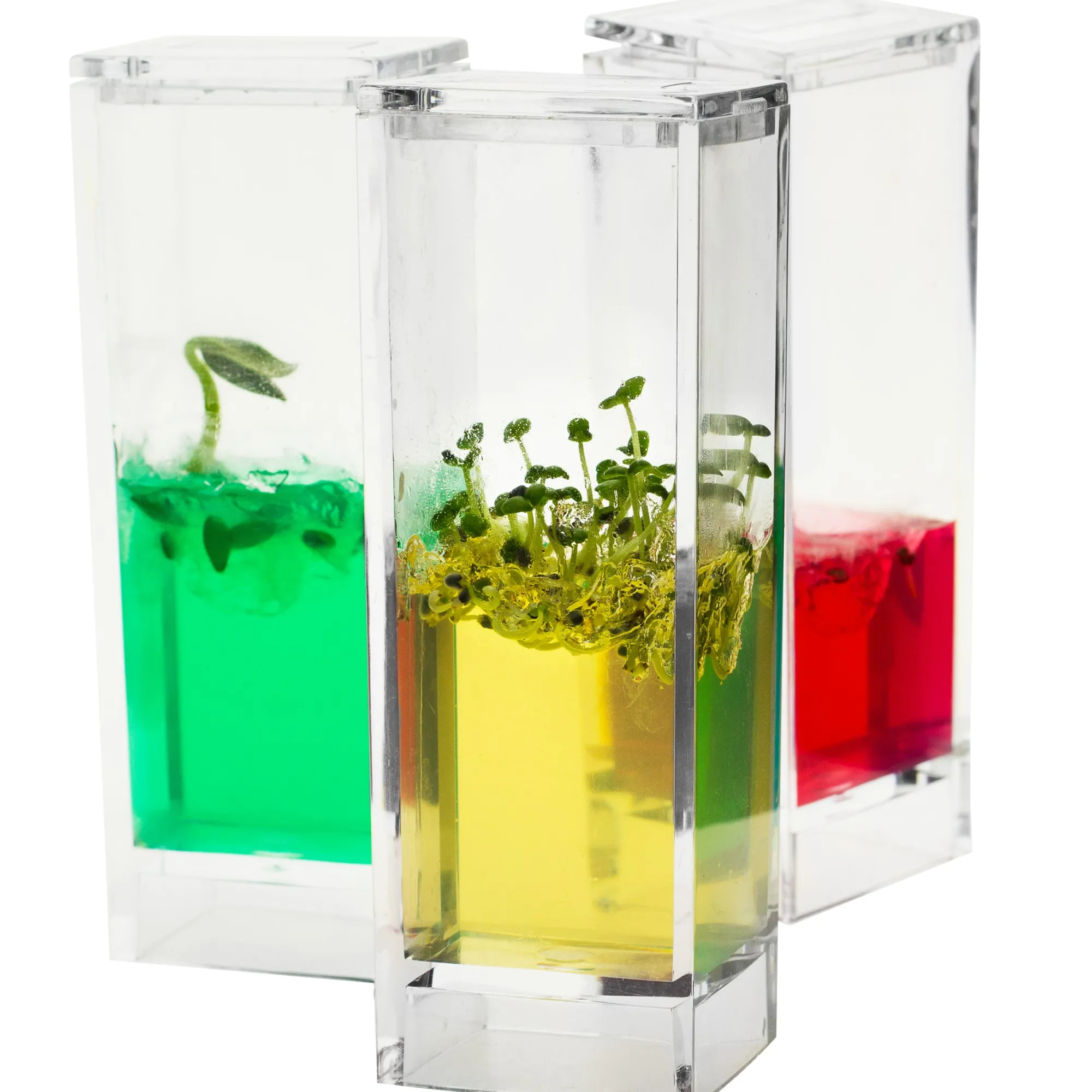 Plantarium Garden Lab Online