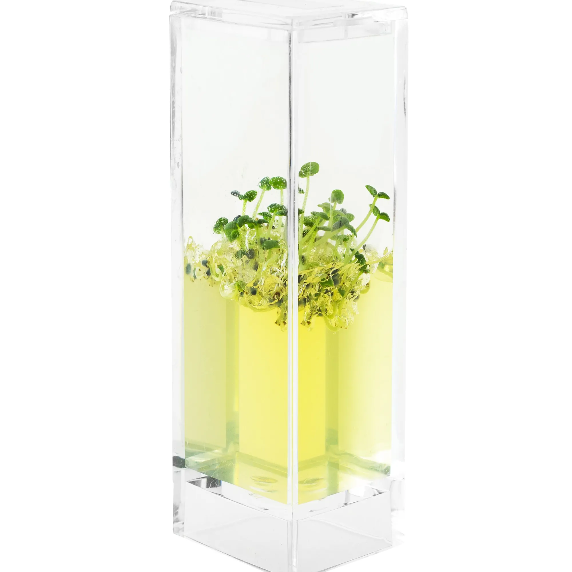 Plantarium Garden Lab Online