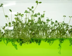 Plantarium Super Discount